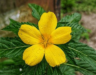 Damiana